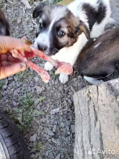 Отдадим в дар щенков