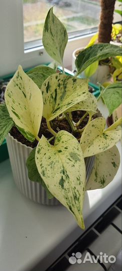 Сциндаптус Snow Queen