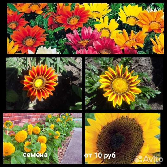 Рассада цветов