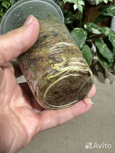 Антуриум многорассеченый