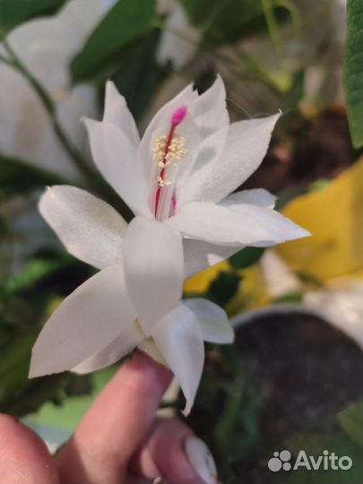 Декабрист шлюмбергера