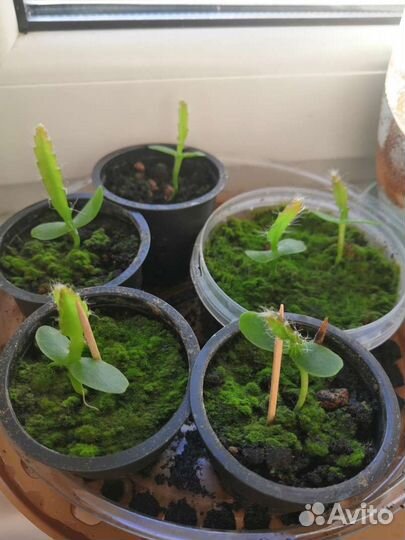 Питахайя (Драконий фрукт) ростки