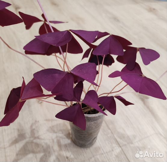 Кислица (оксалис)