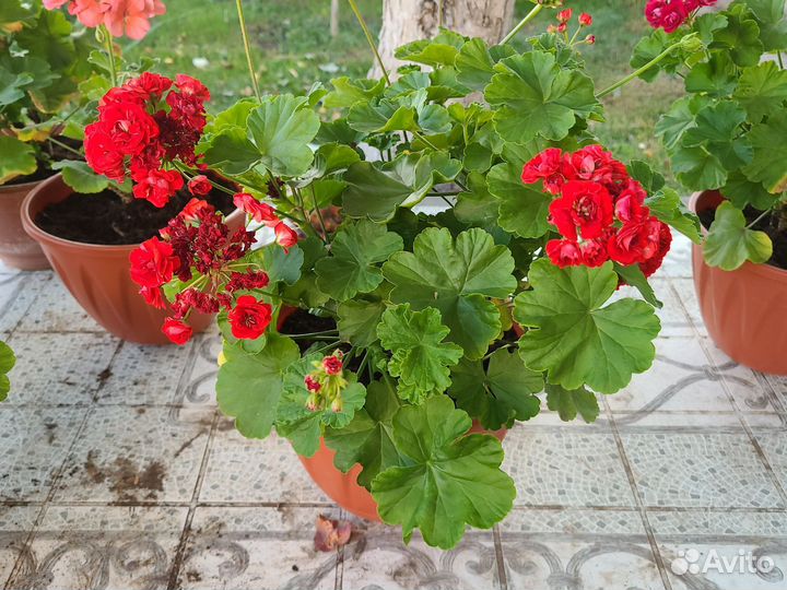 Пеларгония герань сортовая