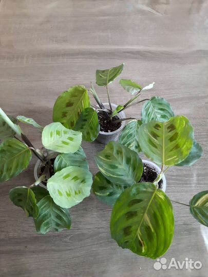 Маранта Leuconeura variegata