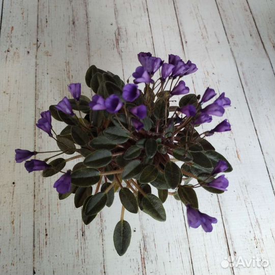 Фиалки трейлеры ампельные сенполии