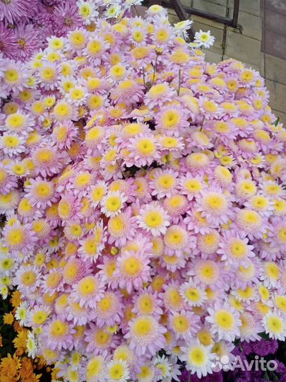 Хризантема мультифлора (шаровидная)