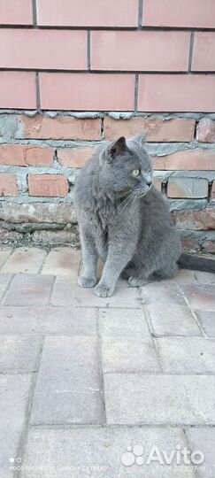 Британский кот на охрану