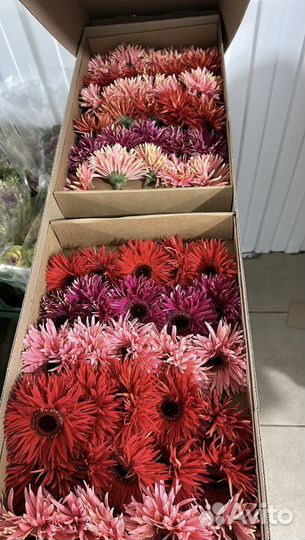 Гербера оптом