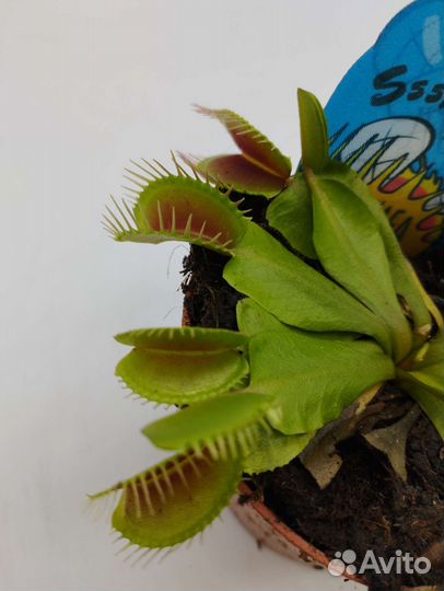 Венерина мухоловка