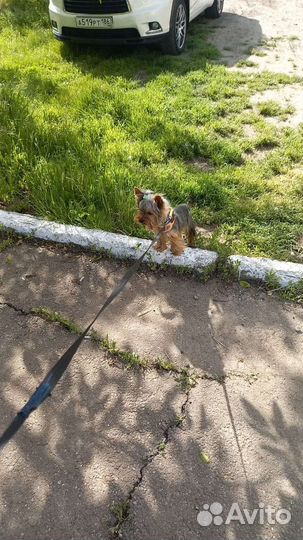 Йоркширский терьер мини вязка