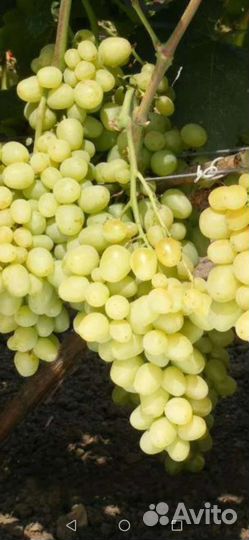 Виноград