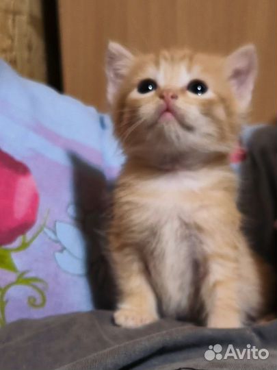 Котёнок мальчик бесплатно