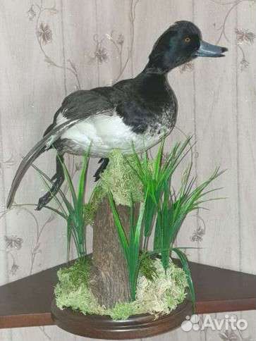 Чучела птиц