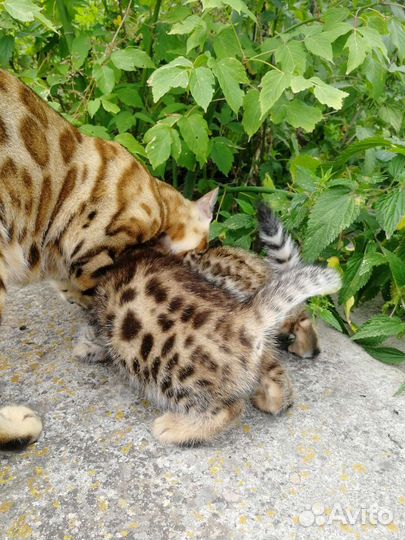 Котята