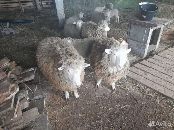 Бараны тексель