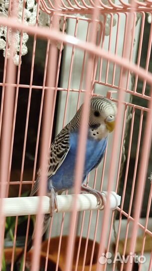 Волнистый попугай с клеткой