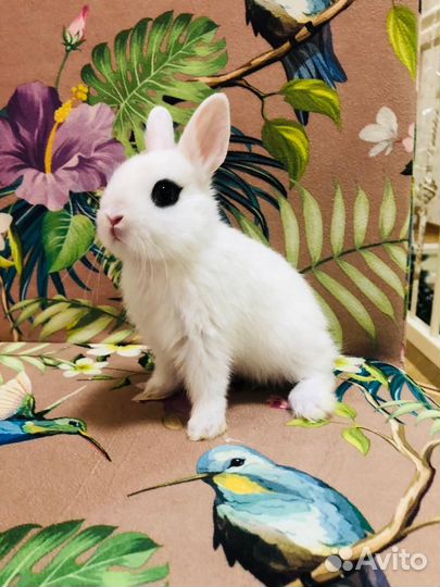Кролик мини белые карликовые