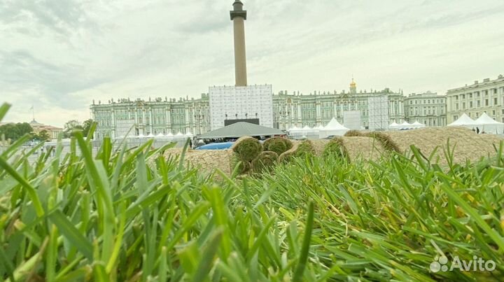 Рулонный газон