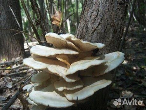 Мицелий вешенки продается