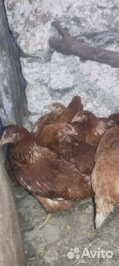 Куры молодки несушки домашние