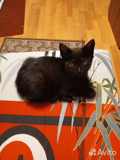 Кошки породистые бесплатно