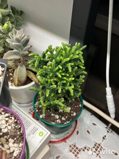 Суккулент Крассула плауновидная