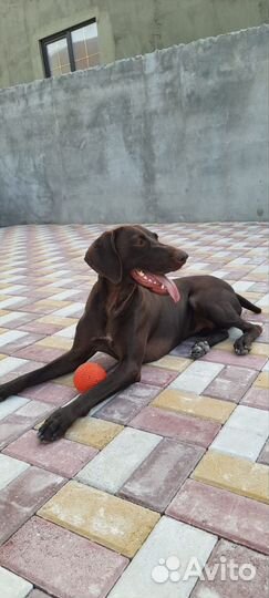 Немецкий курцхаар