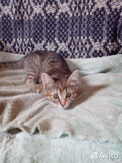 Отдам котенка