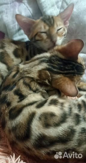 Бенгальская девочка