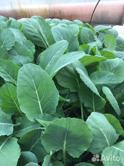 Капуста скороспелка, брокколи, цветная