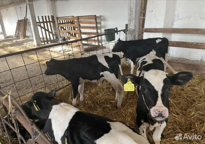 Продаем бычки