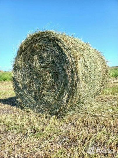 Сено в рулонах