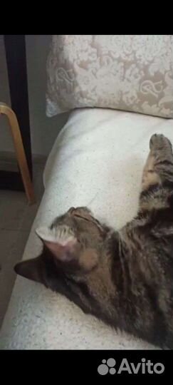 Котик Тимоша болеет, помогите