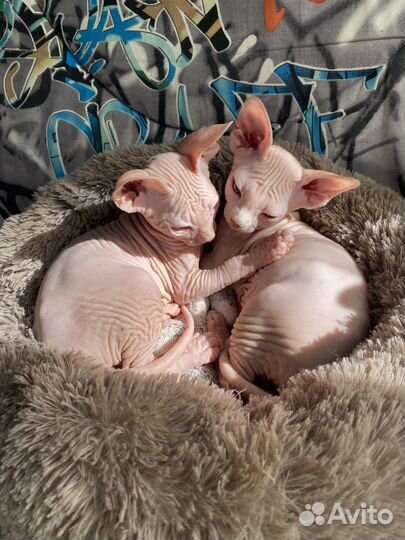 Канадский сфинкс