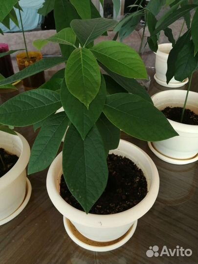 Авокадо дерево