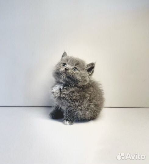 Британские котята мальчики