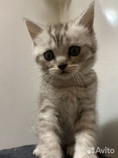 Шотландский прямоухий кот