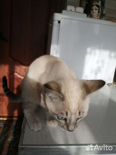 Кошка в дар бесплатно