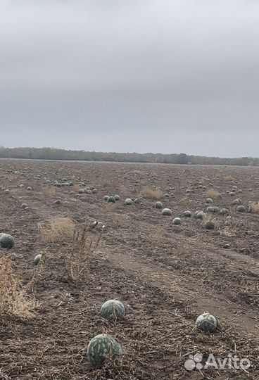Арбуз оптом