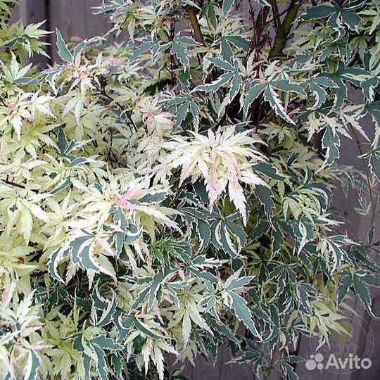 Клен Баттерфляй