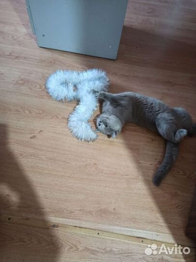 Кот шотландец вязка