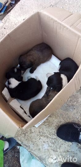 Щенки дворняжки 2