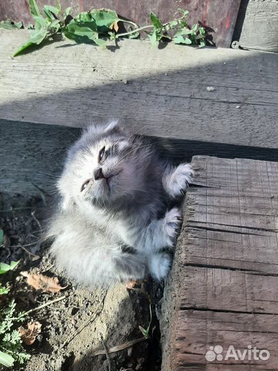 Кошки в добрые руки бесплатно