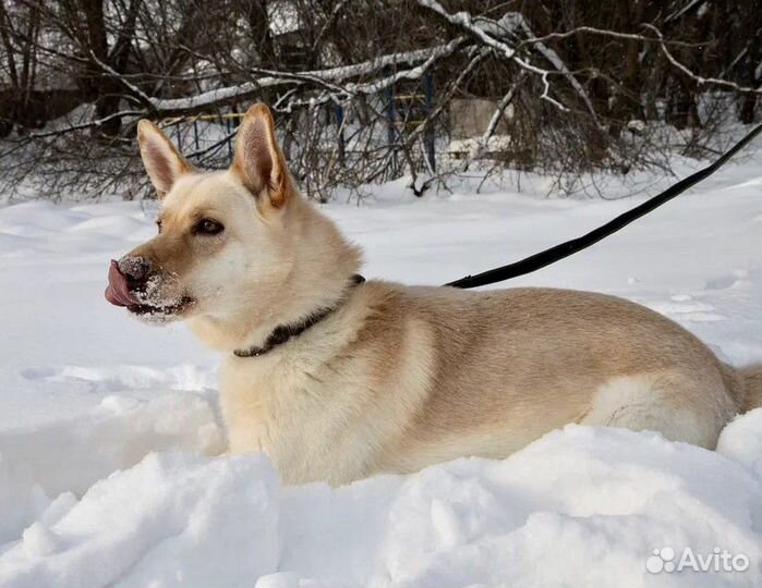 Собака-компаньон Макс в добрые руки