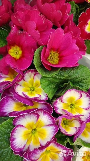 Цветы. Комнатные растения