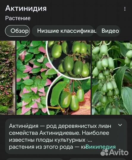 Актинидия коломикта