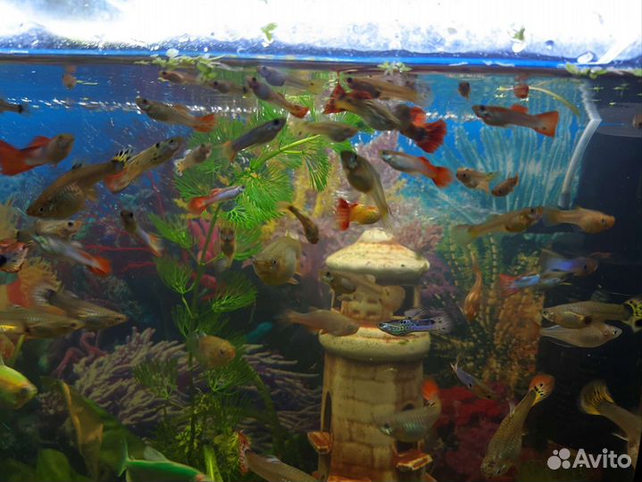 Аквариумные рыбки гуппи и водорослееды