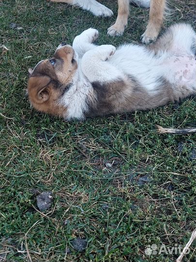 Щенок в добрые руки бесплатно