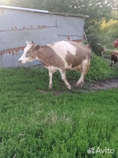 Корова дойная